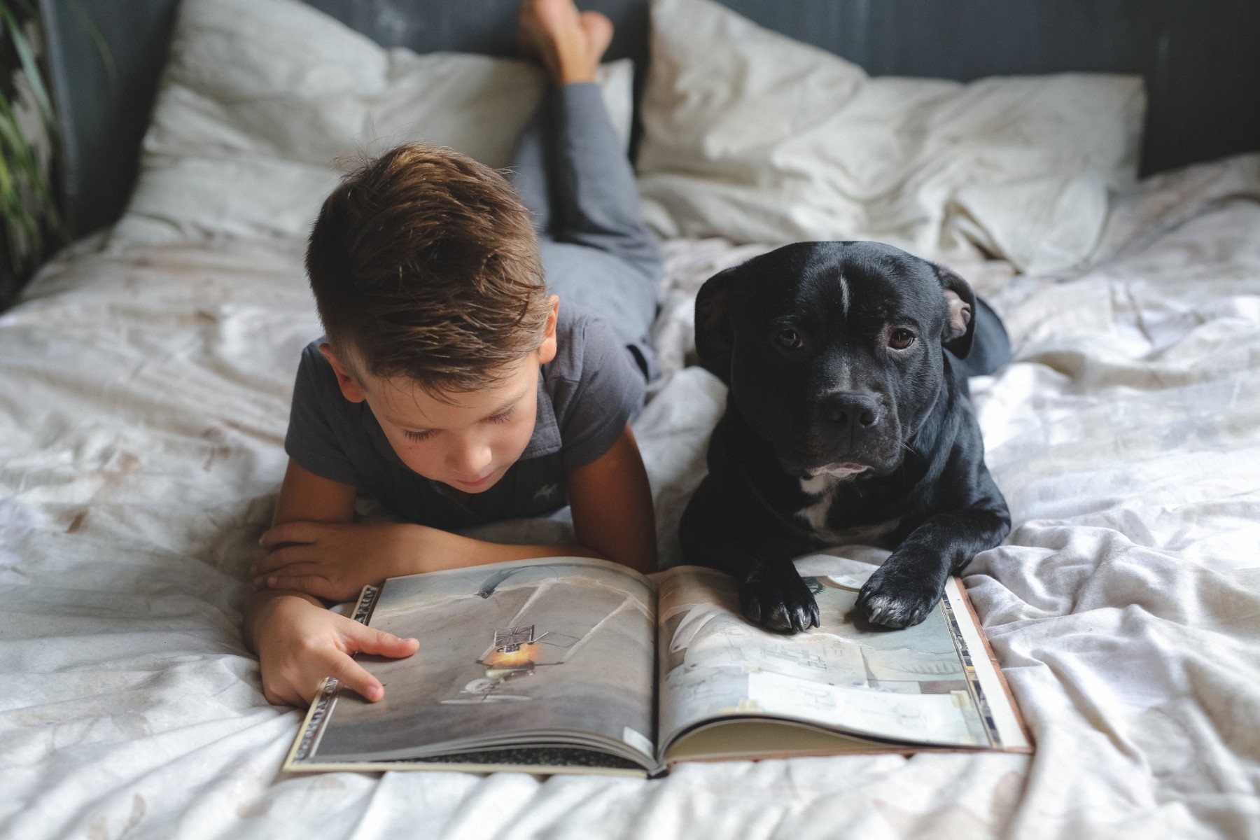 Boy on the bed with dogs