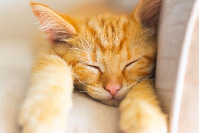 Orange tabby cat sleeping on sofa